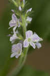 Common gypsyweed